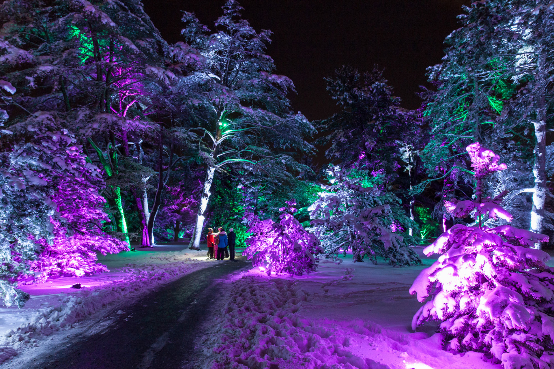 illuminer arbres et arbustes